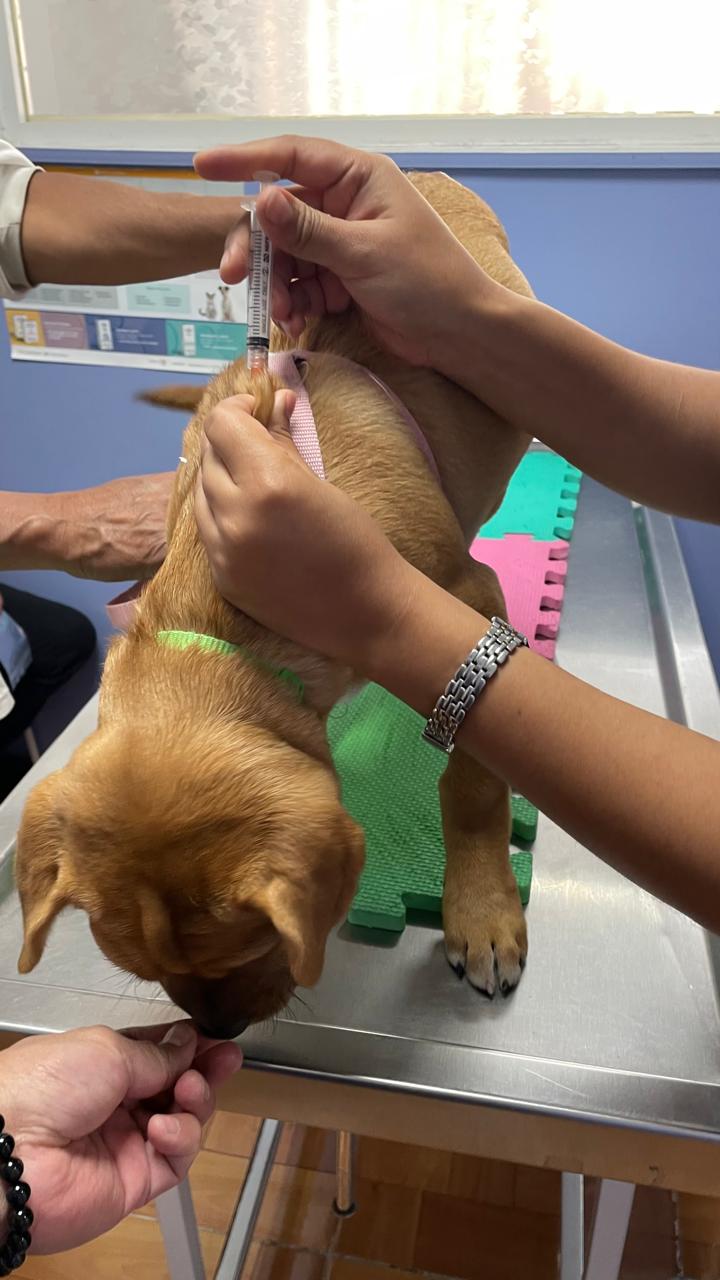 Pinky durante la aplicación de su vacuna quíntuple en Medical Vet