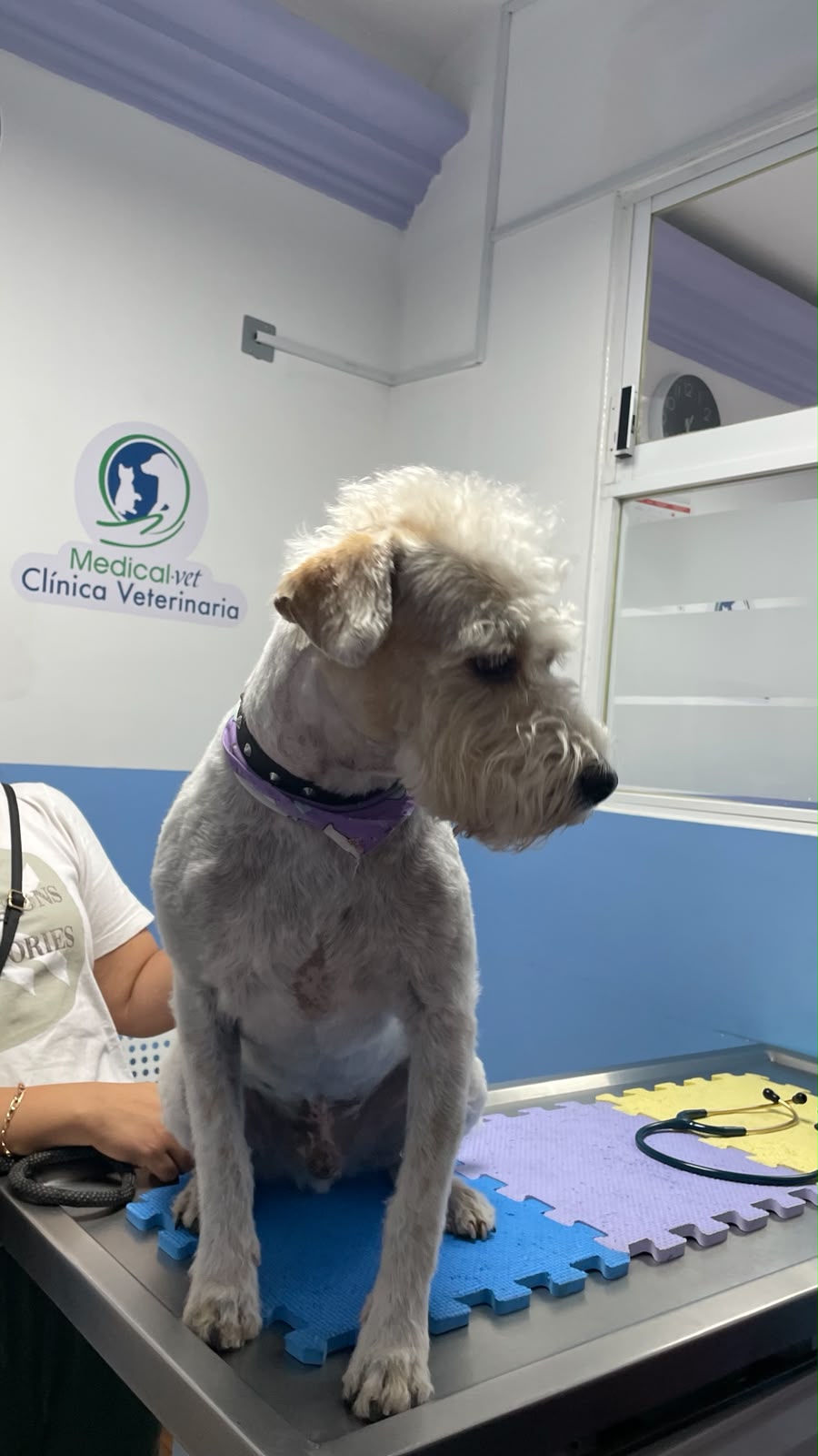 Pupuso durante su consulta general en Medical Vet
