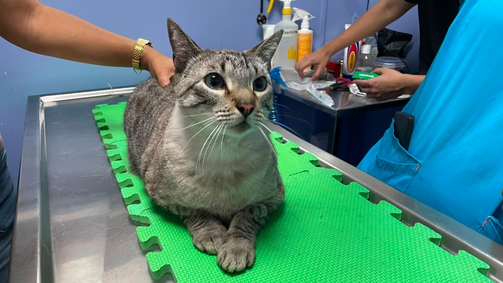 Paciente en consulta veterinaria en Medical Vet 2.0
