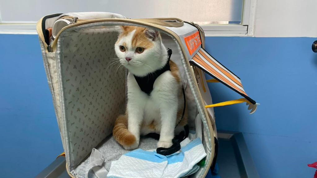 Llegada Segura y Manejo Felino